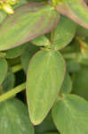 Mountain St. Johnswort